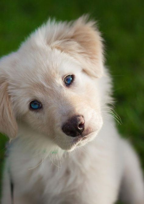 Blue Eyed Golden Retriever, Golden Retriever Blue Eyes, Blue Eyed Puppies, White Golden Retriever Puppy, Blue Eyed Dog, Puppies With Blue Eyes, Big Puppies, White Puppies, Gorgeous Cats