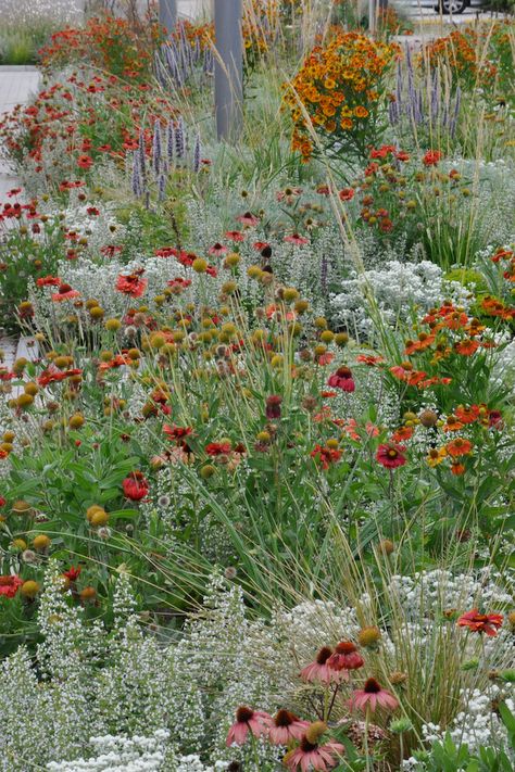 Native Pollinator Garden, Prairie Garden, Planting Design, Meadow Garden, Garden Shrubs, Landscape Design Plans, Have Inspiration, Garden Landscape Design, Public Garden