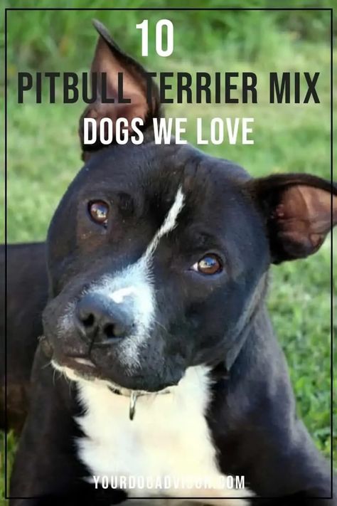 Are you considering investing in a Pitbull Terrier Mix? If so, you’ll want to do plenty of research and understand which type of Pitbull Terrier mix would best fit into your home, family and lifestyle. Pit Mix Dogs, Pitbull Mix Breeds, Pitbull Bull Terrier, Terrier Mix Breeds, Jack Terrier, Dog Crossbreeds, Black Russian Terrier, Dog Behavior Training, Dog Breeds Medium