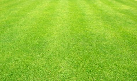 Grass background golf courses green lawn | Premium Photo #Freepik #photo #background #abstract #texture #green Thumbnail Background, Grass Background, Green Ground, Abstract Texture, Green Lawn, Background Abstract, Ux Ui, Photo Background, Green Grass