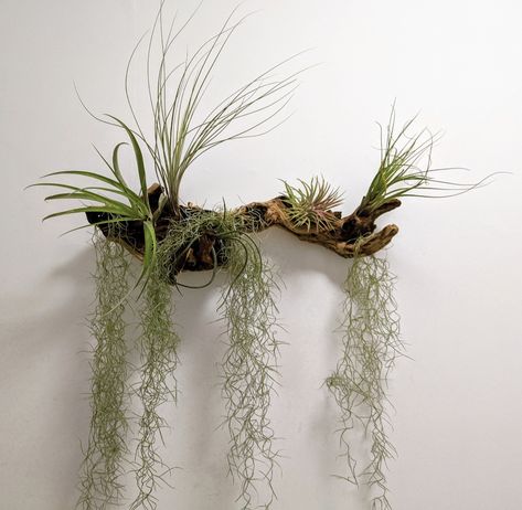 Projects With Scrap Wood, Air Plant Art, Takken Decor, Air Plants Diy, Air Plant Garden, Air Plants Decor, Plant Display Ideas, Projects For Home, Driftwood Art Diy