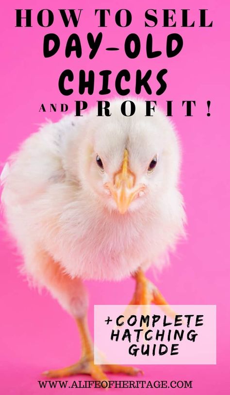 How to Make a Profit Selling Day Old Chicks by Hatching Chicken Eggs Hatching Chicken Eggs, Hatching Chickens, Chicken Incubator, Day Old Chicks, Hatching Chicks, Egg Incubator, Hatching Eggs, Building A Chicken Coop, Poultry Farm