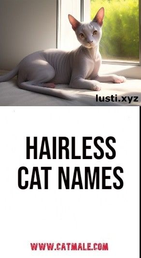 Hairless Cat Names Sphynx Cat Names, Hairless Animals, Sphinx Cat, Hairless Cat, Sphynx Cat, Cat Names, Sphynx, Women Humor, Cat Girl