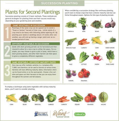 succession planting chart Succession Planting Chart, Planting Chart, Garden Companion Planting, Avant Garden, Succession Planting, Urban Agriculture, Companion Planting, Edible Garden, Garden Fence