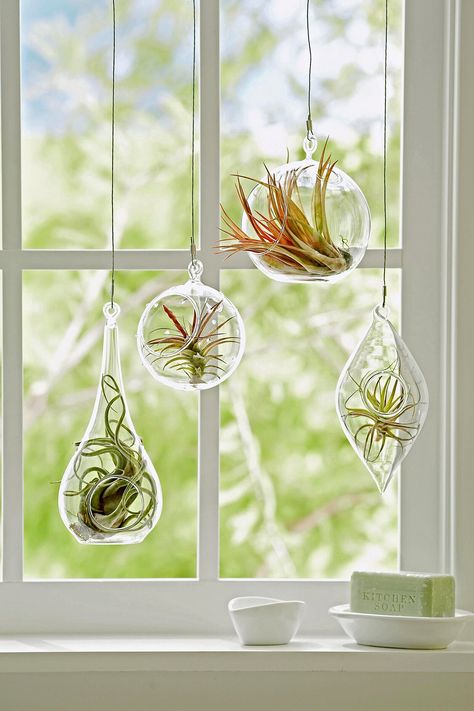 hanging-air-plants-in-front-of-window-e9c967b1 Chenille Plant, Tillandsia Usneoides, Hanging Indoor Plants, Plant In Glass, Plants Hanging, Air Plants Care, Hanging Plants Indoor, Hanging Plant Holder, Best Indoor Plants