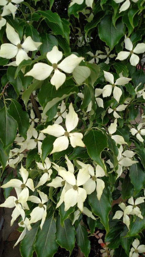 Snow Tower Kousa Dogwood Narrow and small will fit in just about any yard! Kousa Dogwood, Nursery Plant, Garden Corner, Flowering Trees, Decor Christmas, Fit In, Christmas Trees, Garden Decor, Tower