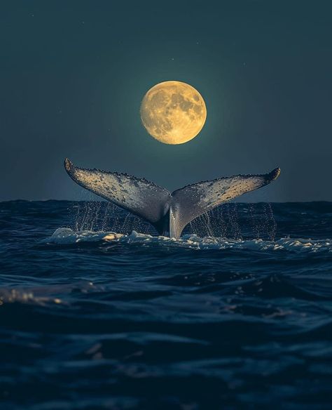 Moon And Ocean Aesthetic, Ocean Animals Aesthetic, Whales Aesthetic, Sea Animals Aesthetic, Ocean Animals Wallpaper, Sea Life Photography, Blue Sea Aesthetic, Whale Aesthetic, Dolphin Underwater