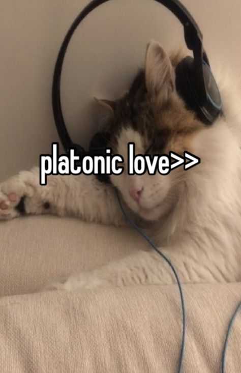 Platonic Wife, Platonic Love, Me Too Lyrics, I Love My Friends, Love Memes, Loving U, Memes