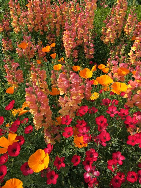 Californian Poppies, Pink Orange Aesthetic, Californian Poppy, Plant Decor Ideas, Aesthetic Influencer, Construction Fails, Fashion Flowers, Flower Tree, Nothing But Flowers