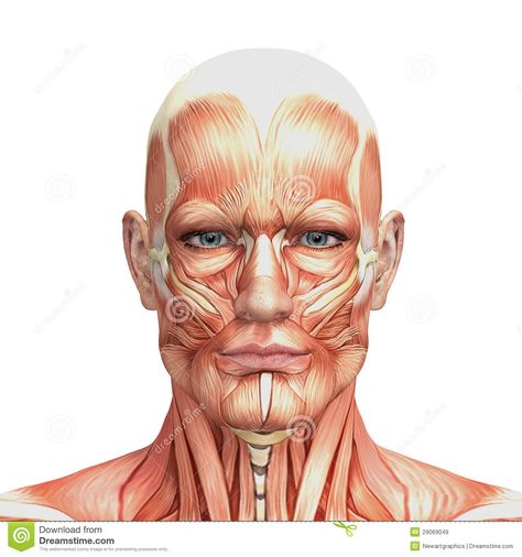 Face Muscles Anatomy, Facial Muscles Anatomy, Muscular System Anatomy, Muscle Diagram, Head Muscles, Human Muscle Anatomy, Muscle Structure, Muscles Of The Face, Facial Anatomy