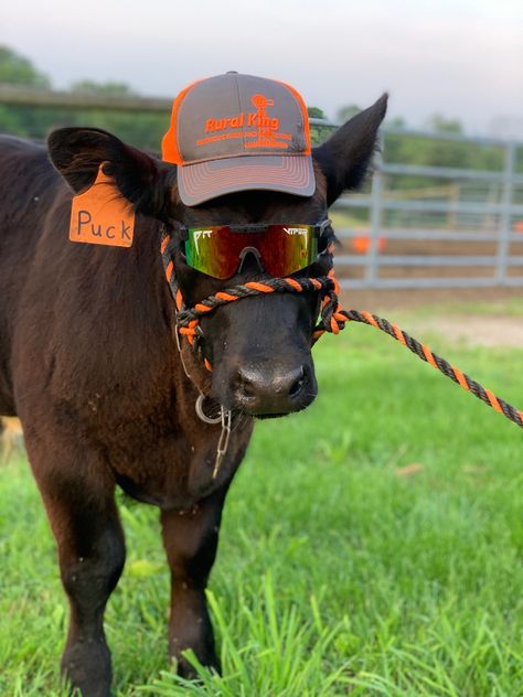 Cows Wearing Pit Vipers, Cow With Sunglasses, Cows With Glasses, Cow Wearing Pit Vipers, Pit Viper Wallpaper, Cows Dressed Up, Animals In Pit Vipers, Animals Wearing Pit Vipers, Pet Cows