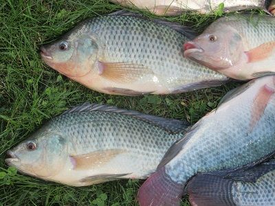 Getting Started with Small Scale Tilapia Farming Raising Tilapia, Tilapia Fish Farming, Tilapia Farming, Farm Pond, Aquaponic Gardening, Tilapia Recipes, Urban Farmer, Fish Farming, Local Farmers Market