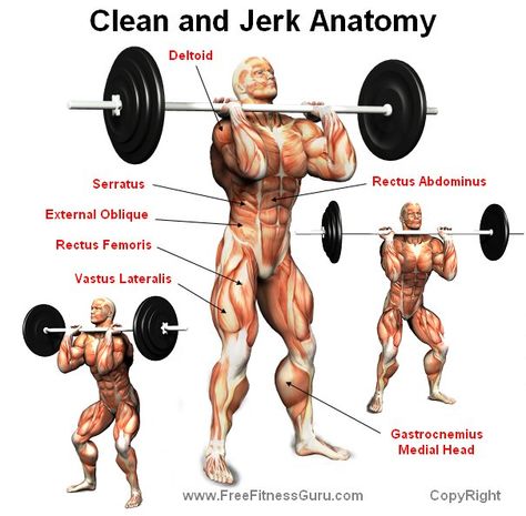 clean and jerk anatomy Paleo Protein Powder, Muscle Structure, Paleo Protein, Muscle Building Supplements, Strength Training Program, Increase Muscle Mass, Power Clean, Muscle Building Workouts, Recovery Workout