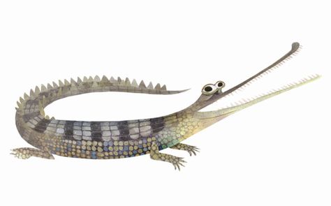 Gharial Crocodile, Brendan Wenzel, Amazon Animals, Contemporary Illustration, Endangered Animals, Animal Painting, Crocodiles, Illustration Inspiration, Elements Of Art