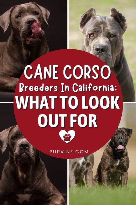 Cane Corso breeders in California – examples of some of the best places to get your Cane Corso and how to find a reputable breeder. Cane Corso Breeders, Dog Breeder, Cane Corso, How To Find, The Good Place, To Look, Virginia, Adoption, California