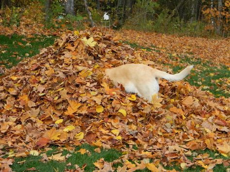 FALL FUN-Take Time to Jump in a Pile of Leaves or play hide and go seek with the dog!  Bwahahahah :) Jumping In Leaves, Dog Falling, Pile Of Leaves, Jumping In A Pile Of Leaves, Dog Autumn, Dog In Fall Leaves, Take A Hike, A Pumpkin, Dog Walking