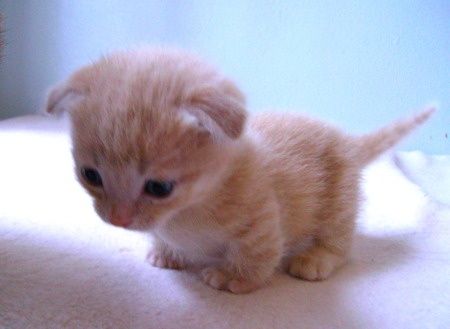 Munchkin Kitten, Scottish Fold, Orange, White