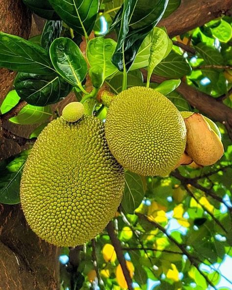 JACKFRUIT Bring Exotic Flavor to Your Garden with Jackfruit Trees! Jackfruit trees are unique and productive, perfect for adding an exotic touch and delicious fruit to your garden. ✅ Ideal for large garden spaces, providing shade and producing bountiful, nutritious fruit. ✅ Known for their massive, flavorful fruits and lush green foliage, Jackfruit trees thrive in sunny locations with well-drained soil. ✅ Health benefits: Rich in vitamins A and C, high in fiber, boosts immunity, promotes di... Aesthetic Fruit Salad, Fruit Desserts Healthy, Fruit Nail Design, Plant Based Diet Benefits, Fruits And Vegetables Images, Fruits Aesthetic, Nails Fruit, Jackfruit Tree, Pizza Fruit