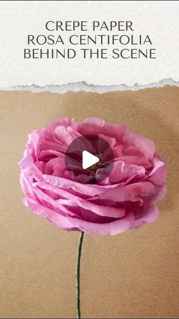 fleurs faites main en papier crépon on Instagram: "Crepe paper rosa centifolia behind the scene 

#paperflower #paperflowers #crepepaperflower #crepepaperflowers #paperart #papercraft #papercrafts #papercreations #handmadeflowers #handcraftedflowers #diyflower #floralart #paperblooms #paperbotanicals #crepepapercrafts #paperflorist #crepepaperflorist  #madeinparis #fleurenpapier #fleurencrepon #creationpapier #fleursdecrepon #makingof #bts #behindthescenes" Paper Botanicals, Crepe Paper Crafts, Paper Flower Centerpieces, Crepe Paper Roses, Craft Flowers, Large Paper Flowers, How To Make Paper Flowers, Crepe Paper Flowers, Behind The Scene