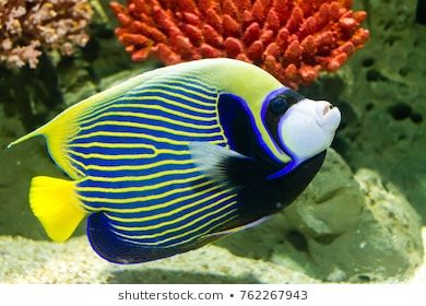 Angelfish Images, Stock Photos & Vectors | Shutterstock Reef Animals, Emperor Angelfish, Dream Aquarium, Seashells Photography, Fish Under The Sea, Fish List, Mandarin Fish, Pretty Fish, Salt Water Fish