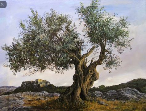 Olive Tree Painting, Watercolor Tattoo Tree, Master Painters, Weird Trees, Ancient Paintings, Ancient Tree, Unique Trees, Olive Trees, A Hill