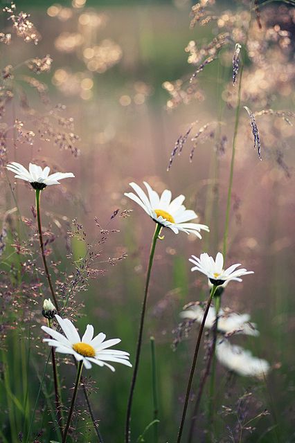 Daisies--my favorite flower.  Not too showy, incredibly sturdy and reliable; good traits in a flower and in a person! Daisy Love, White Daisies, Alam Semula Jadi, The Grass, Flowers Nature, Love Flowers, Flowers Photography, Nature Beauty, Pretty Flowers