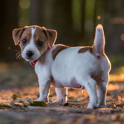 #1 | Jack Russell Terrier Puppies For Sale In Atlanta GA Chien Jack Russel, Jack Russell Terrier Puppies, Jack Russell Terriers, Jack Russell Puppies, Jack Russell Dogs, Dog Line, Jack Russells, Jack Russel, Terrier Puppies