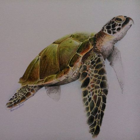 colour pencil Sea Turtle Drawing Colored Pencil, Tortoise Drawing, Sea Turtle Drawing, Sea Turtle Pictures, Sea Turtle Watercolor, Sea Turtle Painting, Sea Turtle Tattoo, Turtle Images, Turtle Watercolor