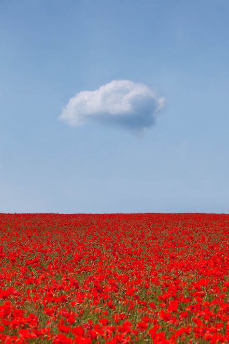 https://flic.kr/p/9S3wig | Poppylicious | An image made on my workshop with Antony Spencer. I rather like lone clouds - like lone trees they resonate.  The poppies were glorious - keep your eye open for a repeat workshop next year if you don't want to miss images like this.  See My Profile Page for links to my website, photography portfolio and workshops. Mac Pro, Poppy Field, Jolie Photo, Flower Field, Red Poppies, Love Flowers, Nature Beauty, Beautiful World, Red Flowers