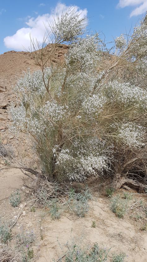 Mitzpe Ramon (מצפה רמון), Israel - Flora, Ramon Crater (Makhtesh Ramon) (מכתש רמון) Mitzpe Ramon, Temple Mount, Eastern Countries, Desert Photography, Scenic View, Holy Land, Mediterranean Sea, Old City, Countries Of The World