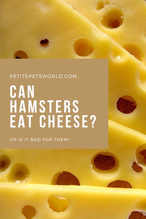 Can hamsters eat cheese safely? What type of cheese should I feed my hamster, and what is the ideal serving size? Find out in our hamster food guide. Cheese List, Type Of Cheese, Hamster Food, Hamster Eating, Types Of Cheese, Hamsters, What Type, Food Guide, Serving Size