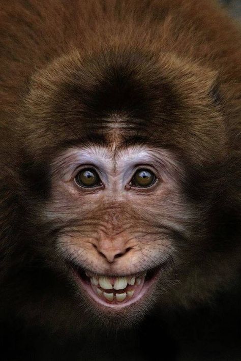 Download Fanny monkey wallpaper by mirapav - 8e - Free on ZEDGE™ now. Browse millions of popular monkey Wallpapers and Ringtones on Zedge and personalize your phone to suit you. Browse our content now and free your phone Smiling Animals, Membentuk Alis, Huangshan, Great Ape, Hee Hee, A Monkey, Animal Faces, Happy Animals, Primates