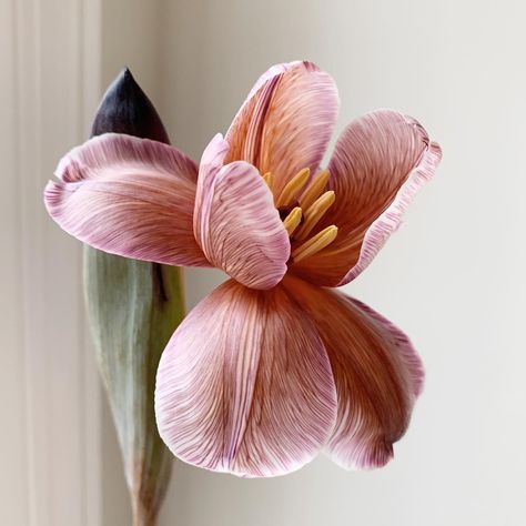 Lori Orlando on Instagram: “Brush strokes on these brownie tulip petals. 😍” Cat Air, Airbrush Art, Arte Inspo, Flowers Nature, Ikebana, Botanical Illustration, Amazing Flowers, Flowers Photography, Botanical Art