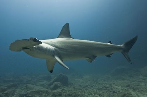 Scalloped hammerhad Order: Carcharhiniformes Family: Sphyrnidae Genus: Sphyrna Species: S. lewini Hammerhead Shark Side View, Shark Side View, Funny Shark Pictures, Scalloped Hammerhead Shark, Scalloped Hammerhead, Hammer Shark, Silly Shark, Hammerhead Sharks, Shark Pictures