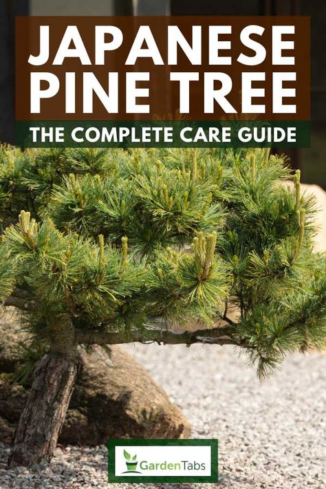 Japanese Black Pine Bonsai Tree, Japanese Black Pine Tree, Japanese Pine Tree, Black Pine Bonsai, Black Pine Tree, Japanese Black Pine, Cypress Pine, Pine Bonsai, Bonsai Care