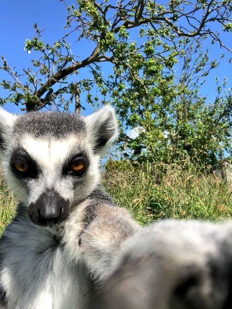 Lemur Aesthetic, Lemur Cute, Lemur Animal, Cat Sneezing, Animal Doodles, Animal Antics, In Focus, African Wildlife, Cute Wild Animals