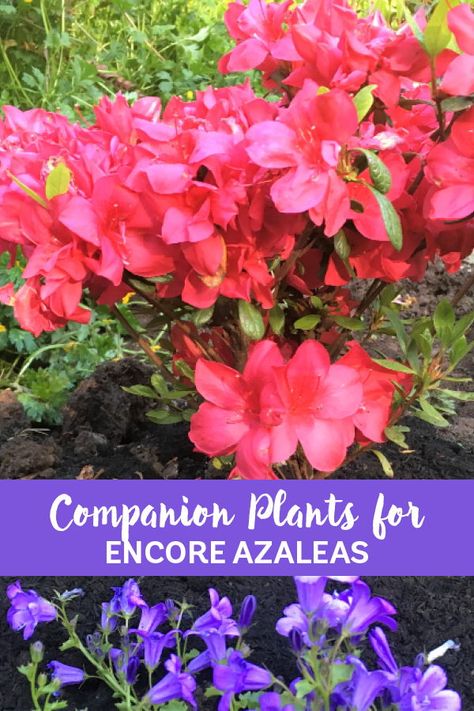 Encore Azaleas Landscaping Front Yards, Azalea Companion Plants, Encore Azaleas Landscaping, What To Plant With Azaleas, Landscaping With Azaleas, Azaleas Landscaping, Encore Azaleas, Garden Escape, Azaleas Garden