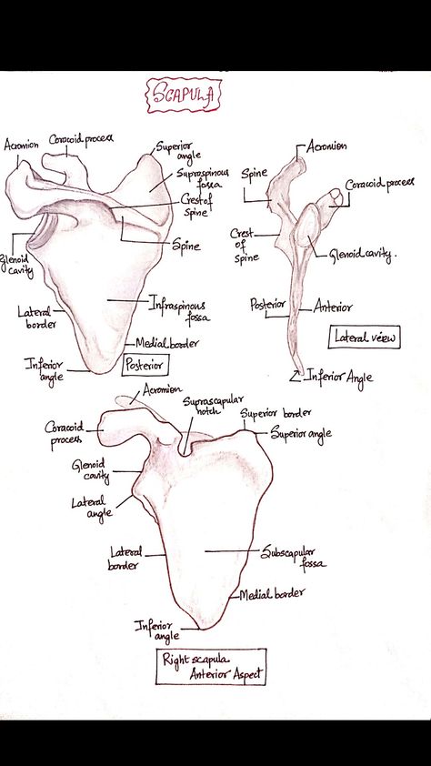 Shoulder Xray Anatomy, Shoulder Bone Anatomy, Clavical Bone Anatomy, Scapula Anatomy Notes, Osteology Aesthetic, Shoulder Anatomy Drawing, Radiology Student Study, Clavicle Anatomy, Scapula Anatomy