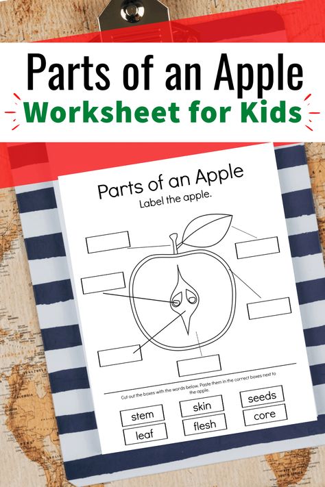 Apples Can Have Are Chart, Free Printable Apple Activities, Apple Diagram Preschool, Parts Of An Apple Preschool Free Printable, Johnny Appleseed Activities 1st Grade, Parts Of An Apple Free Printable, Apple Life Cycle Printable Free, Parts Of An Apple Preschool, Apple Diagram