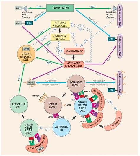 Adaptive & Innate Immune System Innate Vs Adaptive Immunity, Respiratory Therapist Student, Apologia Biology, Medicine Notes, Nursing Mnemonics, Endocrine Disorders, Medical Laboratory Science, Practical Nursing, Biology Lessons