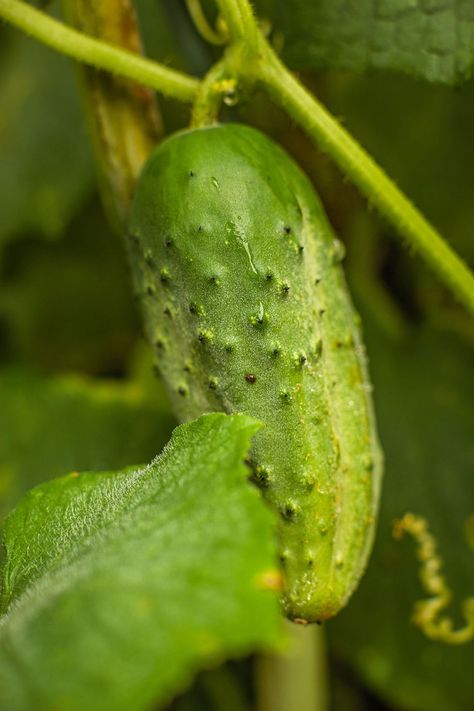 Find out why cucumbers taste bitter sometimes, and use these easy tips to avoid growing bitter cucumbers in your garden. Bitter Cucumbers, How To Grow Lemon, Types Of Tomatoes, Cucumber Beetles, Cucumber Plant, Growing Cucumbers, Companion Plants, Thriving Garden, Fabulous Diy