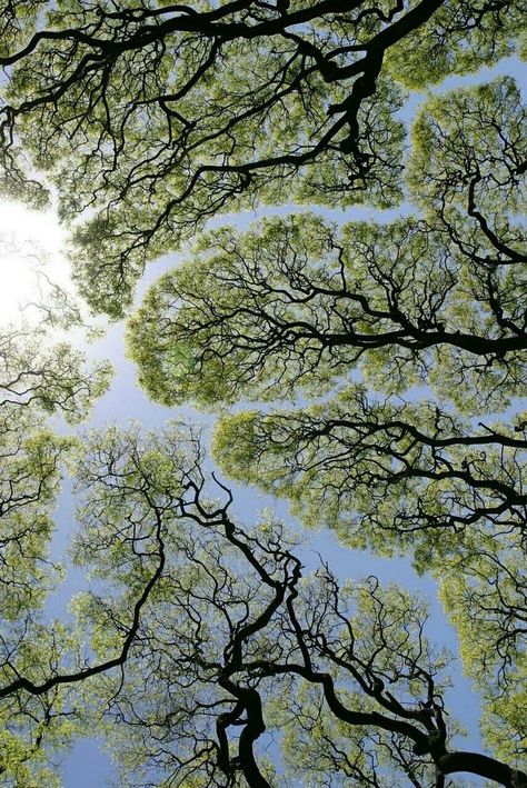 Crown Shyness, Hiking Photography, Earth Signs, Green Landscape, Patterns In Nature, Green Aesthetic, Natural World, The Great Outdoors, Cute Wallpapers