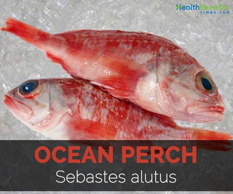 Ocean perch Facts, Health Benefits and Nutritional Value Salmon Benefits Health, Healthiest Fish To Eat, Perch Recipes, Ocean Perch Recipes, Ocean Perch, Fish Nutrition Facts, Health Benefits Of Fish Oil, Perch Fishing, Clean Ocean