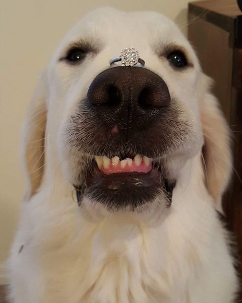 My friend tried to get a good photo of her dog and her engagement ring. This is the final product. Funny Engagement Announcement, Creative Engagement Announcement, Funny Engagement, Engagement Announcement Photos, Engagement Humor, Photos With Dog, Good Photo, Cute Dog Pictures, Engagement Announcement