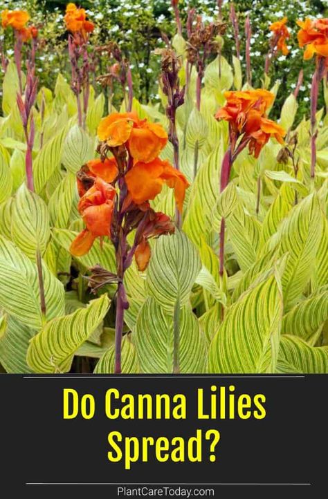 Canna lilies are showy, tender perennials that multiply quickly during the growing season. Learn how your canna lilies spread and the steps to divide them. Canna Lily Flower Bed Ideas, Canna Lily Garden Ideas, Canna Lilies Landscaping, Canna Landscaping Ideas, How To Grow Canna Lillies From Seeds, Cannas In Landscaping, Canna Lilly Garden Ideas, When To Plant Canna Bulbs, Canna Lilies In Containers