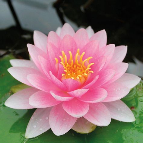 Some facts about julyBirth flower Water Lily: This free flowering lily bares beautiful, large, soft pink double flowers which can sometimes be seen at late as October or early November. Good for medium to large ponds. To know more visit here: http://bit.ly/2sof1P1 #waterlily #julyflower #onlineflowersinpune #bloomsonly Full Sun Flowers, Bog Plants, Natural Swimming Ponds, Water Lily Pond, Pond Plants, Lily Plants, Lily Pond, Aquatic Plants, Flowers Online