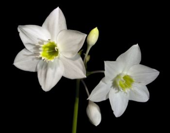 Eucharis (Amazon Lily) - Beautiful slightly downward facing delicate flowerheads on tall straight stems Types Of Lily Flowers, Flowers To Grow Indoors, Lilly Plants, Amazon Lily, Giant Water Lily, Lily Plant Care, Orchid Nursery, Growing Lilies, Types Of Lilies