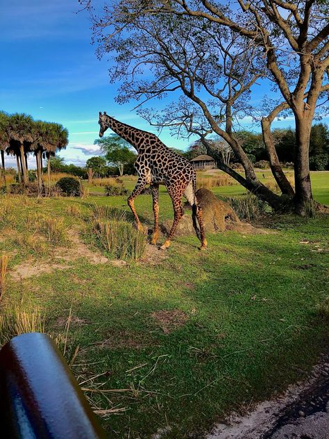 Safari ride at Animal Kingdom Disnay World Parks Orlando Animal Kingdom Safari, Animal Kingdom Orlando, Disney World Orlando, Orlando Parks, Exotic Animals, Disney Animals, Disney Photos, Disney World Resorts, Disney Dream