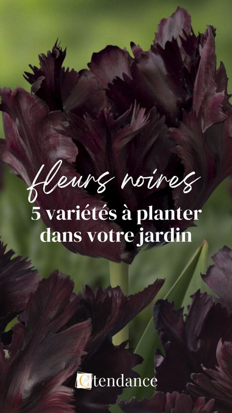 🖤 Explorez le mystère des fleurs noires ! On vous dévoile 5 des plus belles variétés de fleurs noires, parfaites pour ajouter une touche d'élégance et de mystère à votre jardin.  🌹 Que vous souhaitiez créer un contraste saisissant ou adopter un thème gothique, ces fleurs rares et sophistiquées feront de votre espace extérieur un lieu absolument unique.  #FleursNoires #JardinUnique #PlantesRares #Jardinage #DécorationJardin Hibiscus