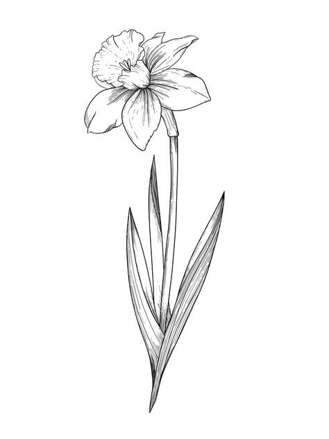 Narcissus Flower Tattoo Stencil, Narcussis Flower, Daffodil Tattoo Drawing, Dafodill Flowers Tattoo Design, Daffodil Tattoo Stencil, Dafadills Tattoo Design, Line Art Daffodil, Daffodil Drawing Tattoo Ideas, Small Daffodil Tattoo